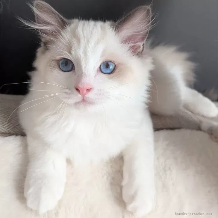 ID:2501-00740の子猫