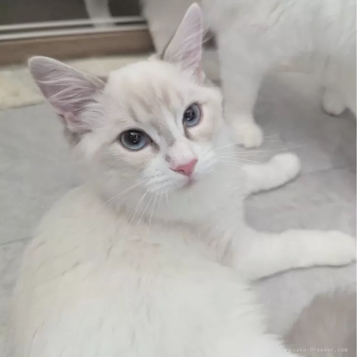 ラグドール【東京都・男の子・2025年5月22日・ブルーリンクスポイントバイカラー】の写真1「ページ最下部ブログあります🤗」