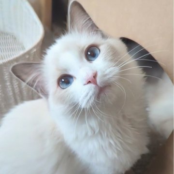 ラグドール【東京都・女の子・2025年6月30日・ブルーポイントバイカラー（ふかふかほわほわ🌸）】の写真「元気一杯！無邪気で好奇心旺盛なお嬢様✨」