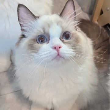 ラグドール【東京都・女の子・2025年5月30日・シールポイントバイカラー（ほわんほわんっ）】の写真「お〜っとりスリスリ甘えん坊ちゃん🌸」
