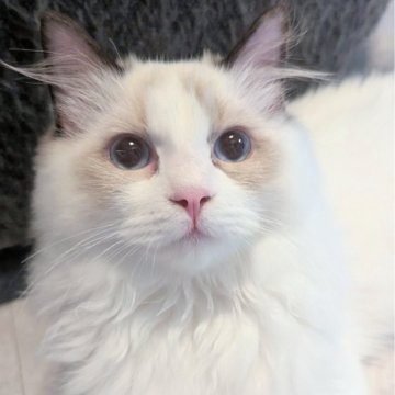 ラグドール【東京都・男の子・2025年5月30日・シールポイントバイカラー（極上ふわっふわ）】の写真「おっとりゆったりほわほわ男子🌸」