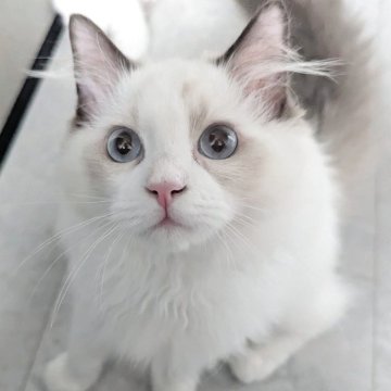 ラグドール【東京都・男の子・2025年5月30日・シールポイントバイカラー（極上ふわっふわ）】の写真「おっとりゆったりほわほわ男子🌸」