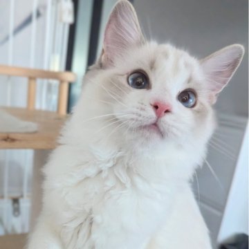 ラグドール【東京都・女の子・2025年5月22日・ブルーリンクスポイントバイカラー（さらさらふわふわ🌸）】の写真「ヒト大好き甘えん坊の美人ちゃん✨」