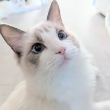 ラグドール【東京都・男の子・2025年5月22日・ブルーポイントバイカラー（つるふわ🌸）】の写真「遊ぶの大好き元気っこ✨」