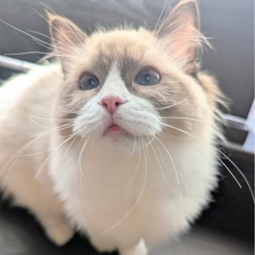 ラグドール【東京都・女の子・2025年5月6日・シールポイントバイカラー（ふわんふわん🌸）】の写真「食べるの大好き！ヒトが大好きすぎる女の子」