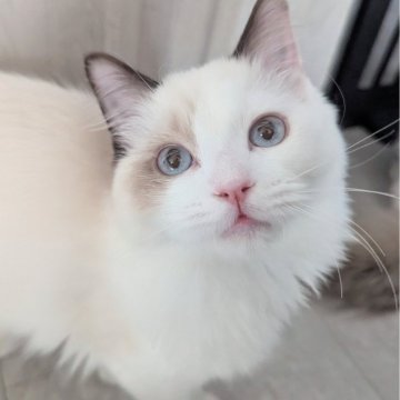ラグドール【東京都・男の子・2025年6月30日・淡いシールポイントバイカラー（ふわふわほわほわ🌸）】の写真「おしゃべりと甘え上手な男の子🍀」