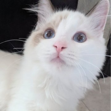 ラグドール【東京都・男の子・2025年6月30日・シールポイントバイカラー（ふわふわほわほわ🌸）】の写真「スリリン♪甘え上手な男の子🍀」
