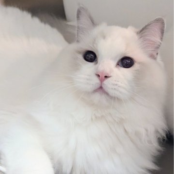 ラグドール【東京都・男の子・2025年5月6日・ブルーポイントバイカラー（もふふわり）】の写真「食欲旺盛！お話し上手くん🌸」