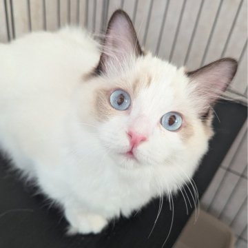 ラグドール【東京都・男の子・2025年5月30日・シールポイントバイカラー（ふわっふわ）】の写真「おねだり上手な食いしん坊くん🌸」