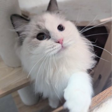 ラグドール【東京都・女の子・2025年5月6日・ブルーポイントバイカラー（ふわもふっ）】の写真「名前を呼ぶと小走りで来てくれる女の子🌸」