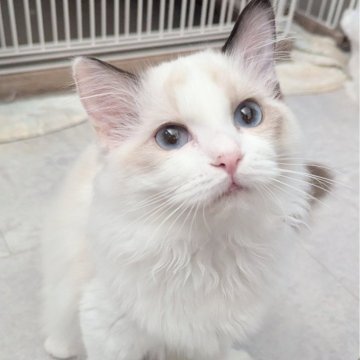 ラグドール【東京都・女の子・2025年5月30日・シールポイントバイカラー（ふわりさらりんっ🌷）】の写真「マイペースおっとりちゃん🌸」