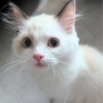 ラグドール【東京都・男の子・2025年6月30日・淡いシールポイントバイカラー（ふわふわほわほわ🌸）】の写真「おしゃべりと甘え上手な男の子🍀」