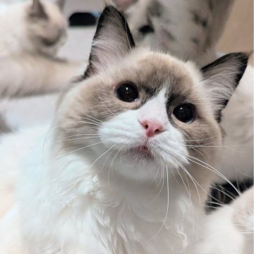 ラグドール【東京都・女の子・2025年5月6日・シールポイントバイカラー（ふわんふわん🌸）】の写真「食べるの大好き！ヒトが大好きすぎる女の子」