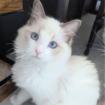ラグドール【東京都・女の子・2025年6月30日・ブルーポイントバイカラー（ふかふかほわほわ🌸）】の写真「元気一杯！無邪気で好奇心旺盛なお嬢様✨」