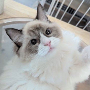 ラグドール【東京都・女の子・2025年5月6日・シールポイントバイカラー（ふわんふわん🌸）】の写真「食べるの大好き！ヒトが大好きすぎる女の子」