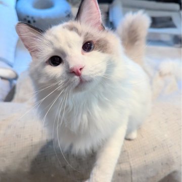 ラグドール【東京都・女の子・2025年1月19日・シールポイントバイカラー（ふわんふわん🌸）】の写真「穏やか〜なもっふもふ甘えん坊ちゃん😻」