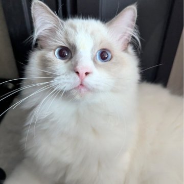 ラグドール【東京都・男の子・2025年3月8日・ブルーポイントバイカラー（ふわっふわさらさら💨）】の写真「とってもお利口！賢いゆったり甘えん坊くん🍀」
