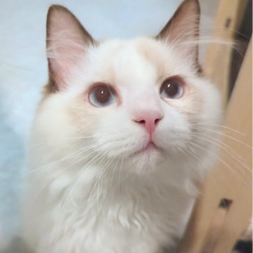 ラグドール【東京都・男の子・2025年5月30日・シールポイントバイカラー（極上ふわっふわ）】の写真「おっとりゆったりほわほわ男子🌸」
