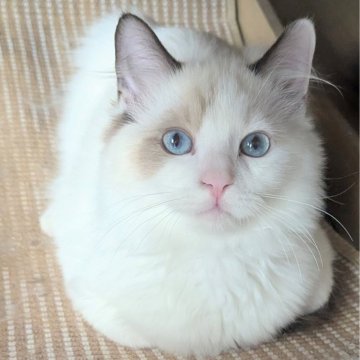 ラグドール【東京都・男の子・2025年6月30日・シールポイントバイカラー（ふわふわほわほわ🌸）】の写真「スリリン♪甘え上手な男の子🍀」