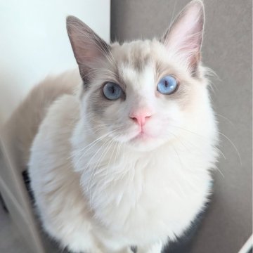 ラグドール【東京都・男の子・2025年5月22日・ブルーポイントバイカラー（つるふわ🌸）】の写真「遊ぶの大好き元気っこ✨」