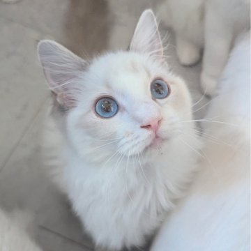 ラグドール【東京都・女の子・2025年5月22日・ブルーリンクスポイントバイカラー（さらさらふわり🌸）】の写真「ヒトとニコイチ？！甘えん坊の美人ちゃん✨」