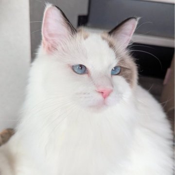 ラグドール【東京都・女の子・2025年1月19日・シールポイントバイカラー（ふわんふわん🌸）】の写真「穏やか〜なもっふもふ甘えん坊ちゃん😻」