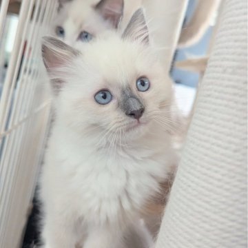 ラグドール【東京都・女の子・2025年9月7日・ブルーポイントミテッド（ふわっふわ🌸）】の写真「色々なものに興味津々！のびのびひとりっ子ちゃん」