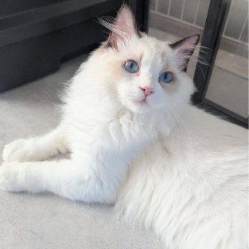 ラグドール【東京都・男の子・2025年5月30日・シールポイントバイカラー（極上ふわっふわ）】の写真「おっとりゆったりほわほわ男子🌸」