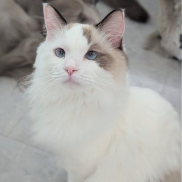 ラグドール【東京都・女の子・2025年1月19日・シールポイントバイカラー（ふわんふわん🌸）】の写真「穏やか〜なもっふもふ甘えん坊ちゃん😻」