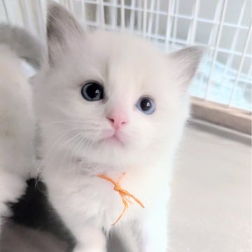 ラグドール【東京都・男の子・2025年3月26日・ブルーポイントバイカラー（ふわもこ💨）】の写真「淡い色合いと甘いマスクの美男子✨」