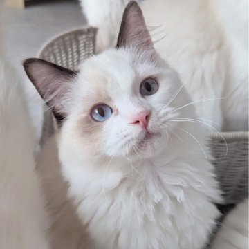 ラグドール【東京都・男の子・2025年6月30日・淡いシールポイントバイカラー（ふわふわほわほわ🌸）】の写真「おしゃべりと甘え上手な男の子🍀」