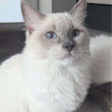 ラグドール【東京都・男の子・2024年12月13日・ブルーポイントミテッド（もっふもふ💨）】の写真「パンこね職人！超甘えん坊イケメン君🍀」