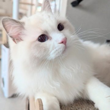 ラグドール【東京都・男の子・2025年5月6日・ブルーポイントバイカラー（もふふわり）】の写真「食欲旺盛！お話し上手くん🌸」