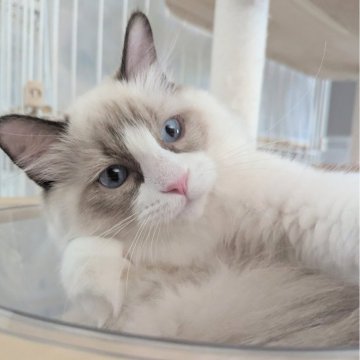 ラグドール【東京都・男の子・2025年5月30日・シールポイントバイカラー（ふわっふわ）】の写真「おっとりぽわわん男子🌸」