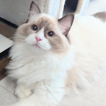 ラグドール【東京都・女の子・2025年5月6日・シールポイントバイカラー（ふわんふわん🌸）】の写真「食べるの大好き！ヒトが大好きすぎる女の子」