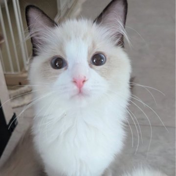 ラグドール【東京都・女の子・2025年6月30日・シールポイントバイカラー（すべすべ滑らか🌸）】の写真「好奇心旺盛！いつもお膝の上で遊ぶ可愛い子ちゃん✨」