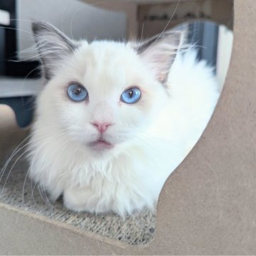 ラグドール【東京都・女の子・2025年5月22日・シールポイントバイカラー（さらさらぱやぱや🌸）】の写真「甘えん坊すぎるパンこね職人ちゃん✨」