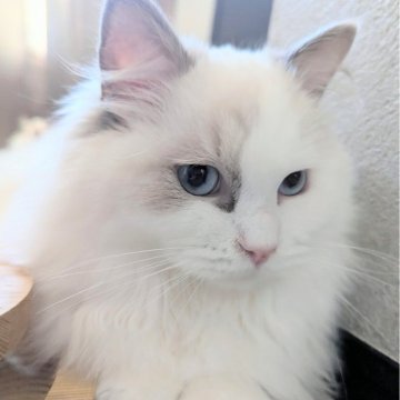 ラグドール【東京都・女の子・2025年5月6日・ブルーポイントバイカラー（ふわもふっ）】の写真「膝の上で遊ぶのがお気に入り！ヒト大好きな女の子」