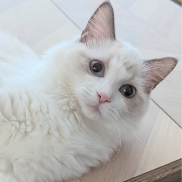 ラグドール【東京都・女の子・2025年3月8日・ブルーポイントバイカラー（ふわふわなめらかもっふもふ💨）】の写真「何にでも興味津々！人が大好きゴロゴロちゃん🍀」