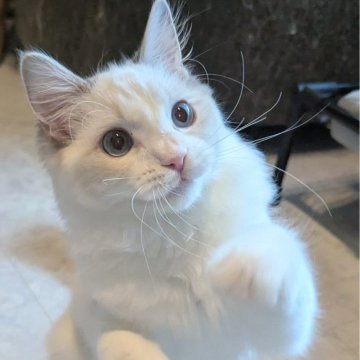 ラグドール【東京都・女の子・2025年5月22日・ブルーリンクスポイントバイカラー（さらさらふわり🌸）】の写真「ヒトとニコイチ？！甘えん坊の美人ちゃん✨」