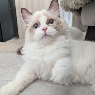 ラグドール【東京都・女の子・2025年5月30日・シールポイントバイカラー（ほわんほわんっ）】の写真「お〜っとりスリスリ甘えん坊ちゃん🌸」