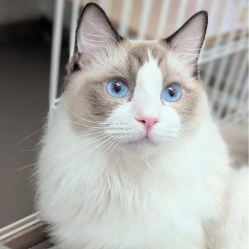 ラグドール【東京都・男の子・2025年1月19日・シールポイントバイカラー（さらさらすべすべふわんっ✨）】の写真「驚く程のレベチな懐っこい子✨」