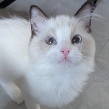 ラグドール【東京都・女の子・2025年6月30日・シールポイントバイカラー（すべすべ滑らか🌸）】の写真「好奇心旺盛！いつもお膝の上で遊ぶ可愛い子ちゃん✨」