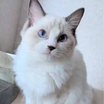 ラグドール【東京都・女の子・2025年3月26日・淡いシールポイントバイカラー（ふわふわやわらかなめらか🌸）】の写真「美しい瞳と端正なお顔つきの女の子✨」