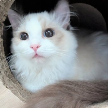 ラグドール【東京都・女の子・2025年5月30日・シールポイントバイカラー（ふわりさらりんっ🌷）】の写真「マイペースおっとりちゃん🌸」