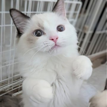 ラグドール【東京都・男の子・2025年6月30日・淡いシールポイントバイカラー（ふわふわほわほわ🌸）】の写真「おしゃべりと甘え上手な男の子🍀」