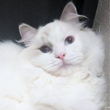 ラグドール【東京都・女の子・2025年5月6日・ブルーポイントバイカラー（ふわもふっ）】の写真「膝の上で遊ぶのがお気に入り！ヒト大好きな女の子」