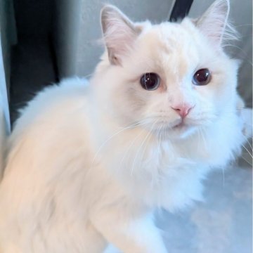 ラグドール【東京都・男の子・2025年5月6日・ブルーポイントバイカラー（もふふわり）】の写真「食欲旺盛！お話し上手くん🌸」