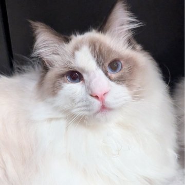 ラグドール【東京都・男の子・2025年3月26日・シールポイントバイカラー（もっふもふのふわっふわ）】の写真「隣にピッタリ寄り添うスーパー甘えん坊男子」