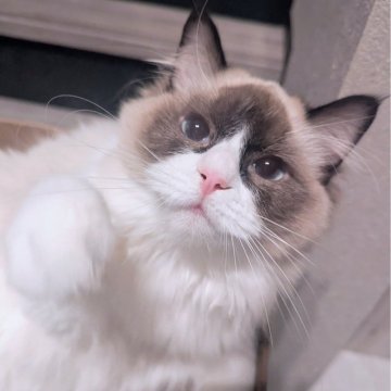 ラグドール【東京都・女の子・2025年5月6日・シールポイントバイカラー（ふわんふわん🌸）】の写真「食べるの大好き！ヒトが大好きすぎる女の子」